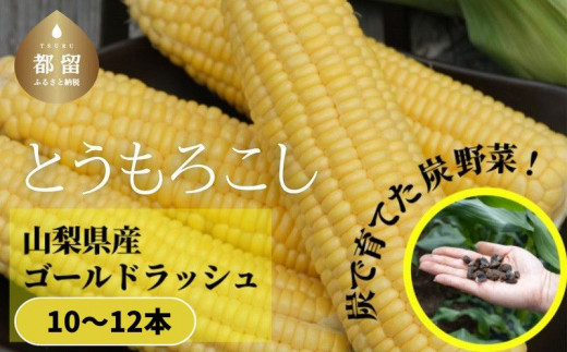 【2026年 先行予約】山梨県都留市産 ゴールドラッシュ 10～12本