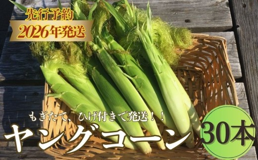 【2026年 先行予約】もぎたて発送！山梨県産 ヤングコーン 30本【栄養たっぷりヒゲ付き！】