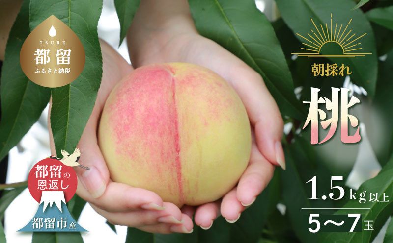 【2026年 先行予約】 山梨県都留市産　朝採れ桃 約1.5kg 以上(５～７玉）