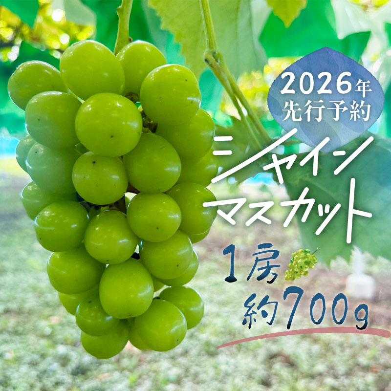 【2026年先行予約】シャインマスカット 1房（約700g）