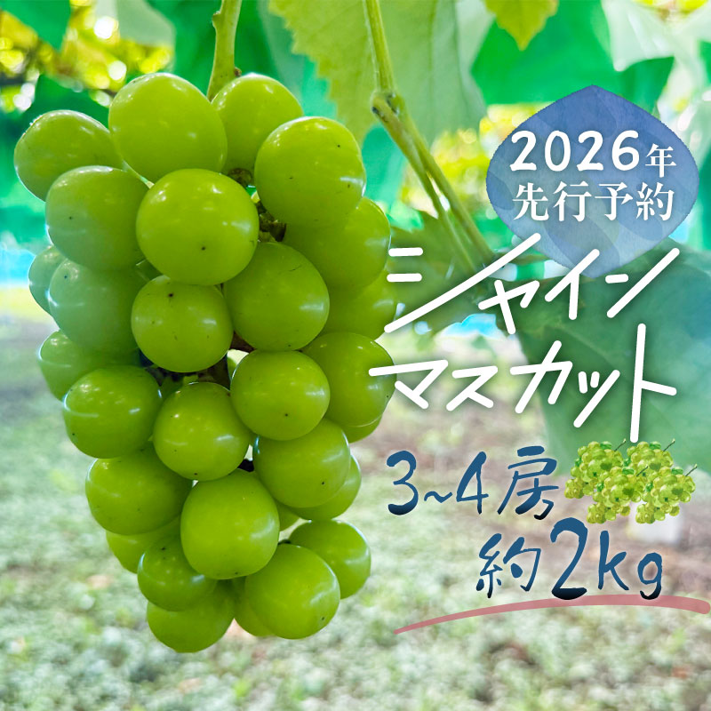 【2026年先行予約】シャインマスカット  3-4房　（約2.0kg）