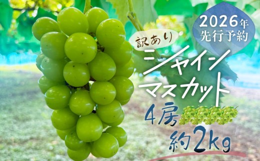 【2026年先行予約】【訳あり】シャインマスカット4房（約2.0kg）