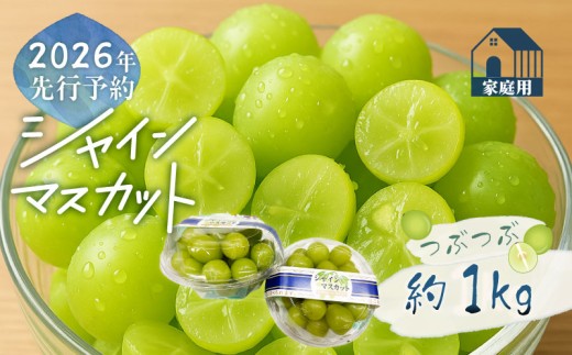 【2026年先行予約】ご家庭用つぶつぶ　シャインマスカット（約1.0kg）