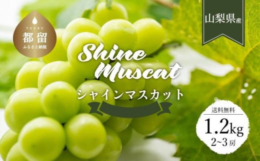 【2026年先行予約】【山梨県都留市ふるさと納税】クール便配送　山梨県産シャインマスカット約1.2kg(2～3房)