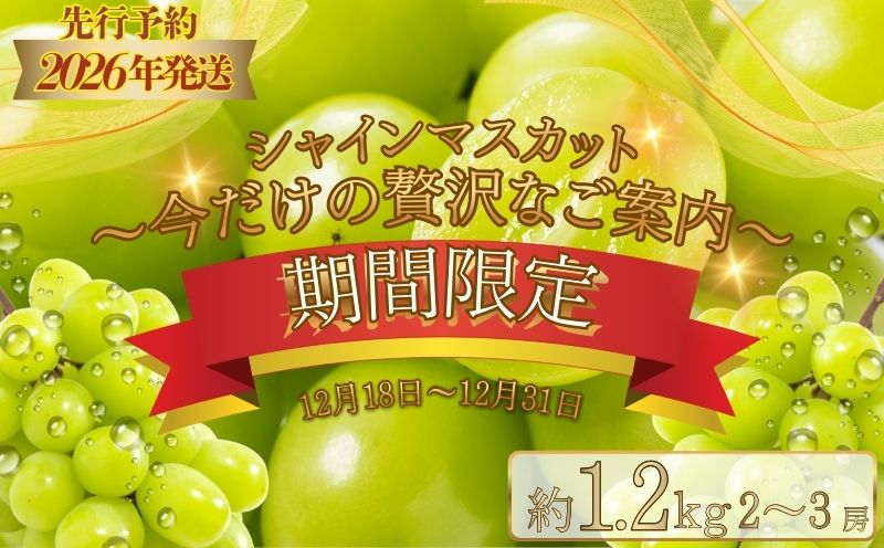 【期間限定】【数量限定】 シャインマスカット スペシャルサンクス 約1.2kg（2～3房）【2026年先行予約】